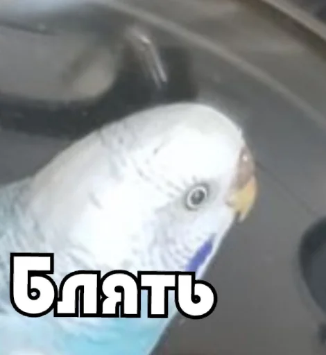 parrot animal bird