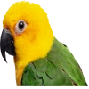 Флекс папуги - животное