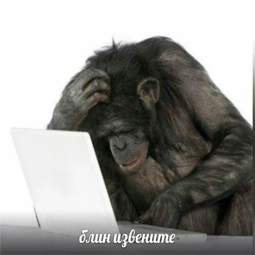 млекопитающее животное примат