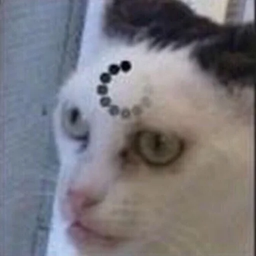 животное млекопитающее кошки малого и среднего размера