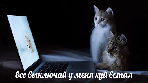 small to medium-sized cats laptop computer