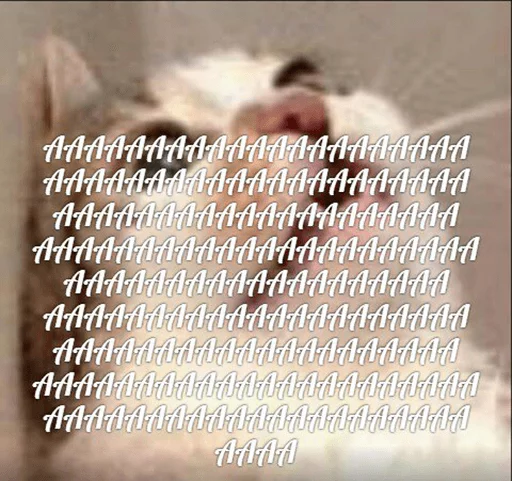 text cat small to medium-sized cats