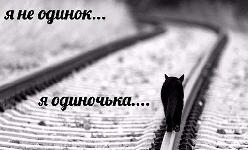 black and white track cat