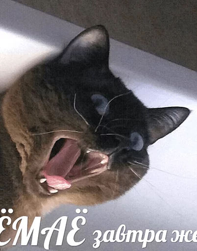 animal mammal small to medium-sized cats