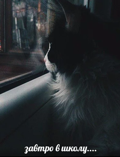 mammal animal window