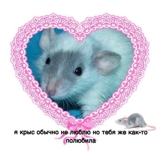 млекопитающее животное грызун