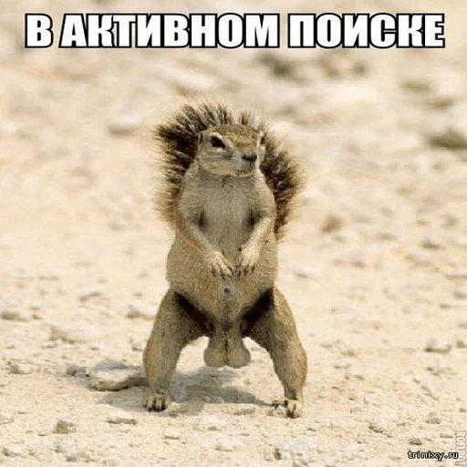 млекопитающее животное земля