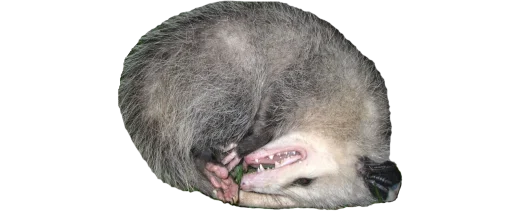 Sticker PossumStyle - 1