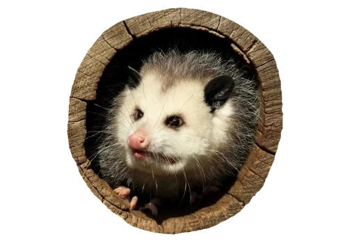Sticker PossumStyle - 1