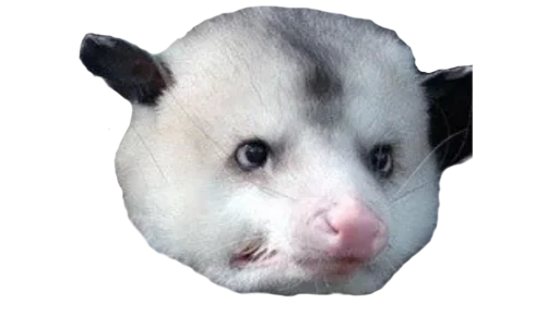 Sticker PossumStyle - 1