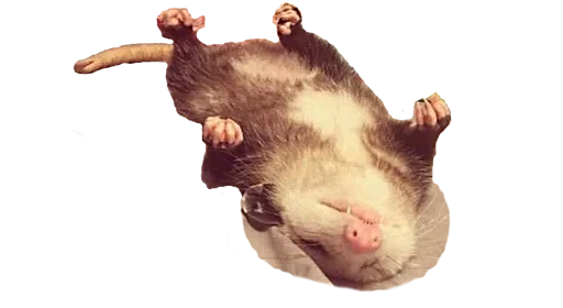 Sticker PossumStyle - 1