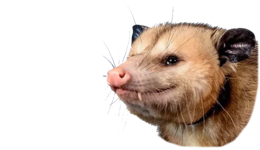 Sticker PossumStyle - 1