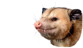 Sticker Possum style - 1
