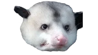 Sticker Possum style - 3