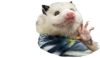 Sticker Possum style - 4