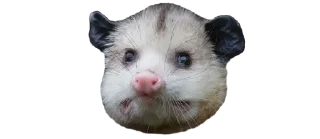 Sticker Possum style - 10