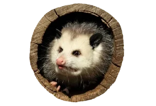 Sticker Possum style - 8