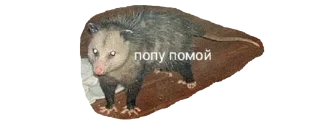 Sticker Possum style - 9