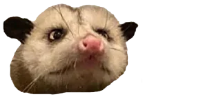 Sticker Possum style - 7