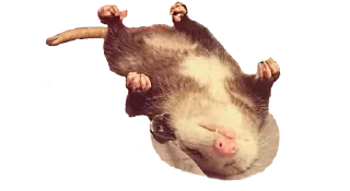 Sticker Possum style - 2