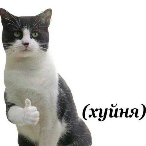 млекопитающее животное домашняя кошка