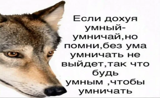 животное млекопитающее собака