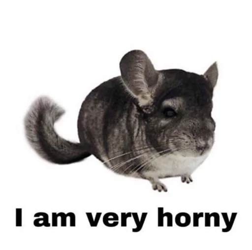 animal rodent mammal