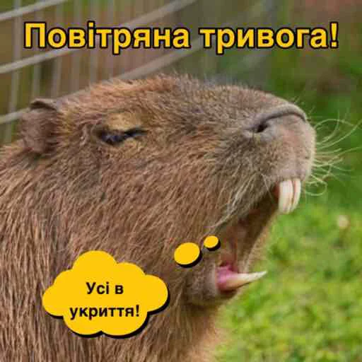 mammal animal rodent