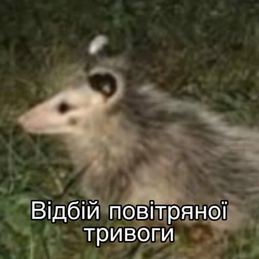 mammal animal possum