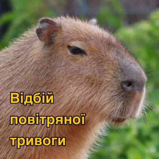 animal mammal rodent