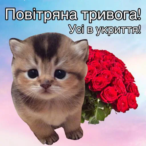 cat domestic cat small to medium-sized cats