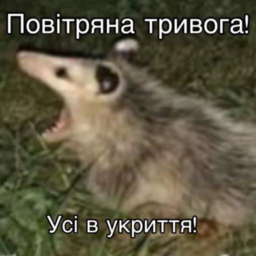 mammal animal outdoor