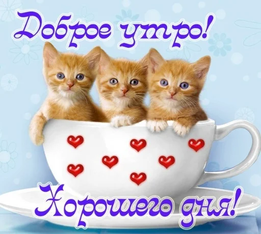 animal kitten small to medium-sized cats