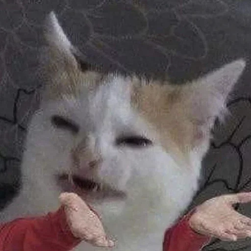 mammal animal small to medium-sized cats