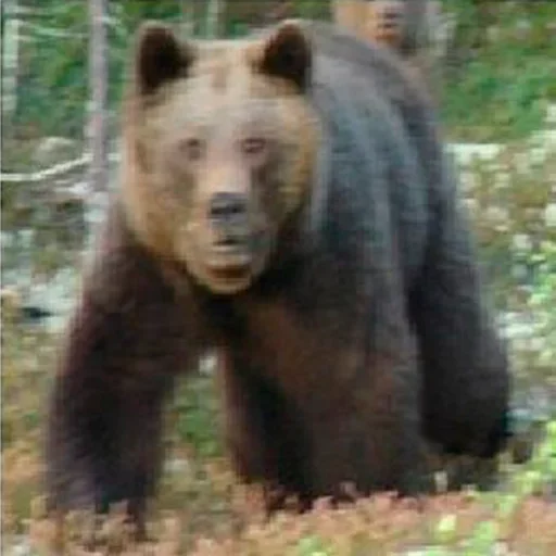 mammal animal outdoor