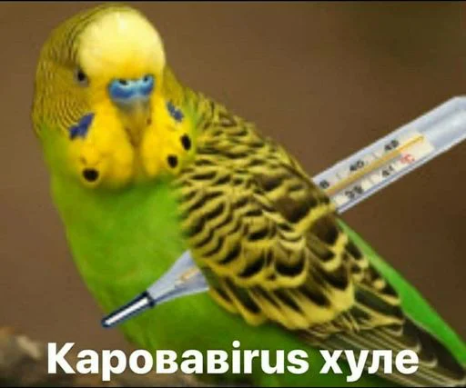 птица животное попугай