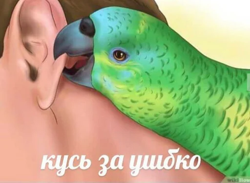 птица животное попугай