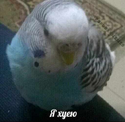 птица животное попугай