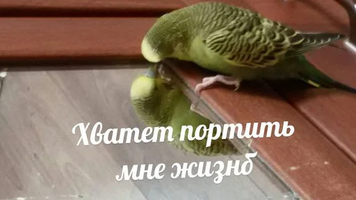 животное птица попугай