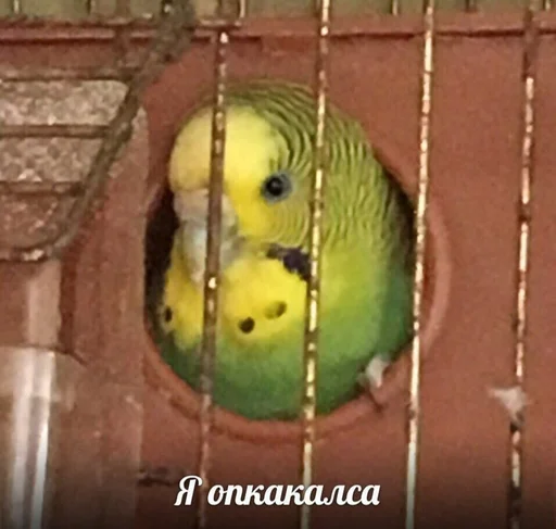 птица попугай животное