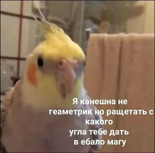 животное птица попугай