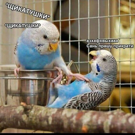 птица попугай животное