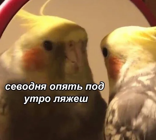 животное птица попугай