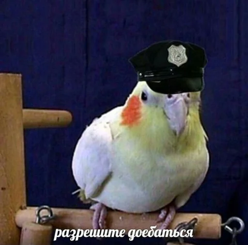 животное попугай птица