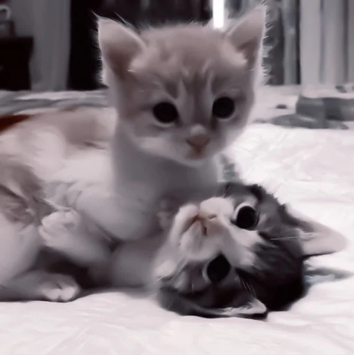 Стикер от динчика (Created By: @StikerProBot) - 0