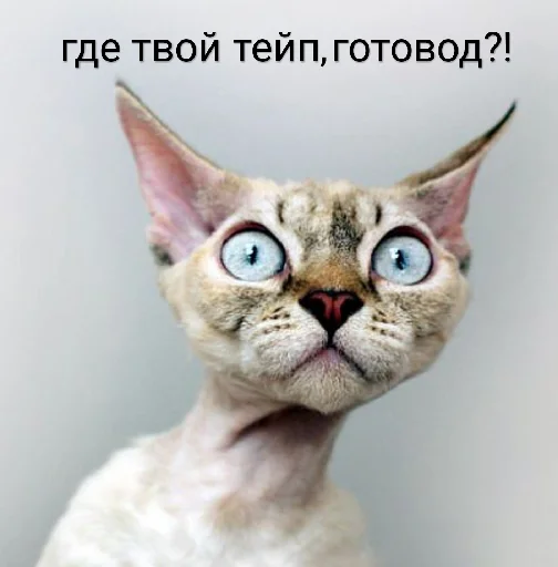 Стикер Prafsha - 1