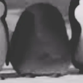 Sticker Пингвин из Мадагаскара • @TgStickery - 7