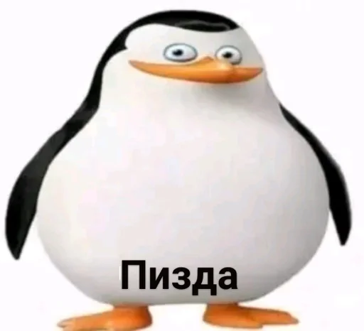 aquatic bird penguin flightless bird