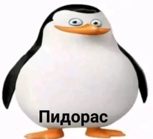 водная птица пингвин нелетающая птица