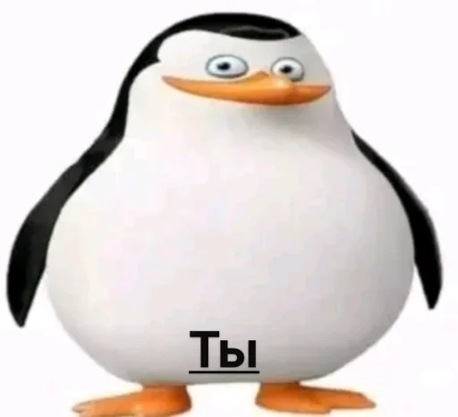 водная птица пингвин нелетающая птица